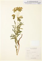 藏品(乳漿大戟)的圖片